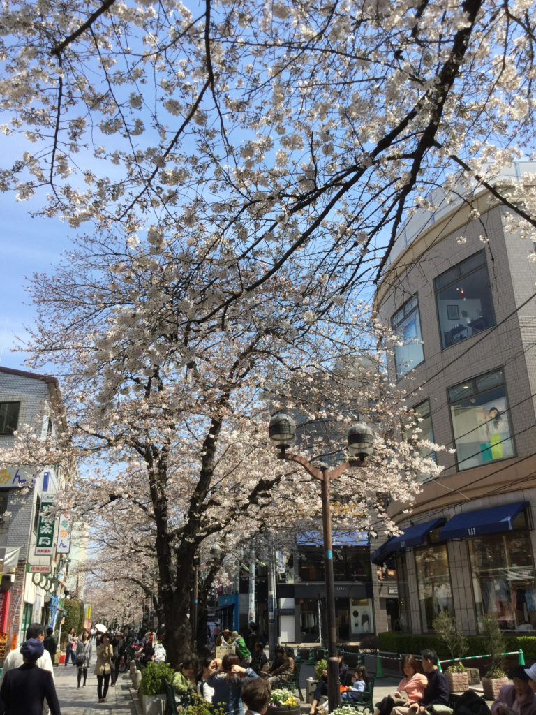 桜も満開です(2017年4月5日)