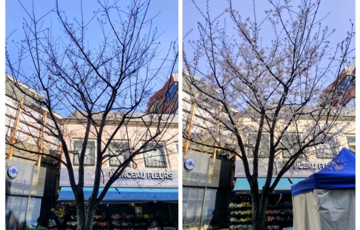 自由が丘桜まつり 2026